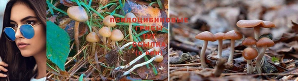 бошки Алексин